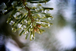 icy-pine-needles