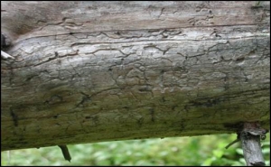 mountain pine beetle scars