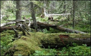 old mountain pine beetle killed tree