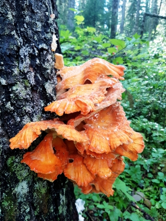 Chicken in the woods? mushroom