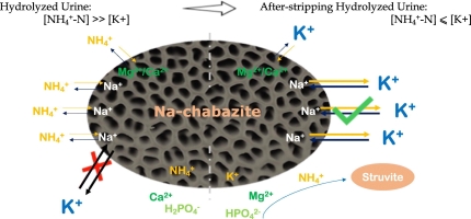 N, P, K recovery from hydrolysed urine by Na-chabazite adsorption