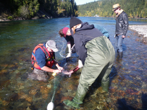 SEP community co-ordinator Guy Scharf harvests a chinook salmon