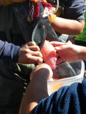 Harvesting chinook eggs for the Stream to Sea program