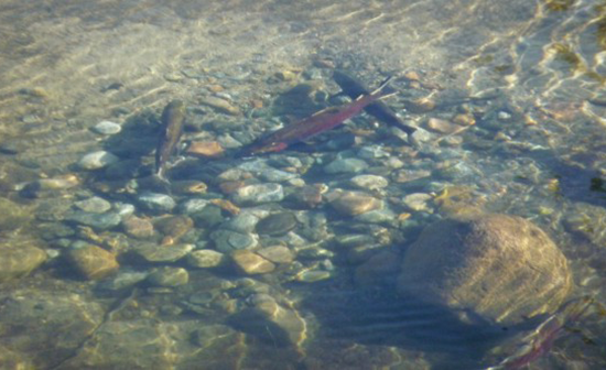 Coho salmon in river
