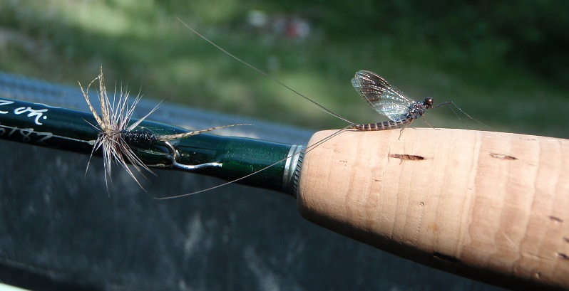 No Hatch to Match: Aggressive Strategies for Fly-Fishing between Hatches by  Rich Osthoff