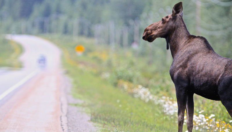 A moose stands at the side of a road