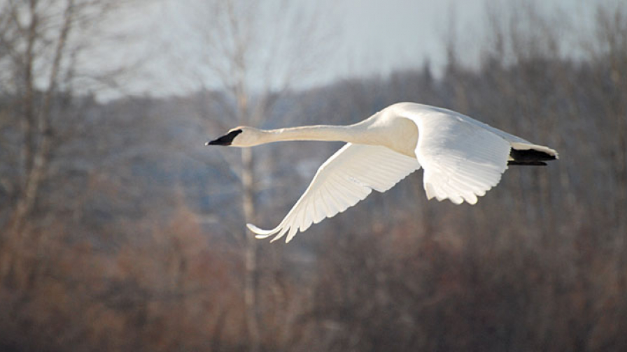 Swan migrating