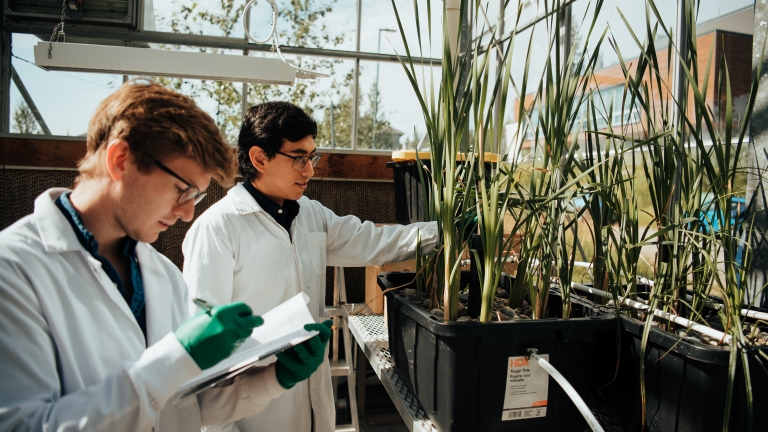 Environmental engineering students studying plants in a lab