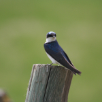 Tree Swallow - Female