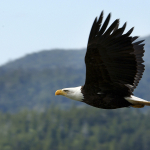 Eagle in Prince Rupert