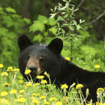 Black bear hides behind flowers