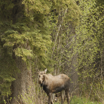Moose in the Pine Pass