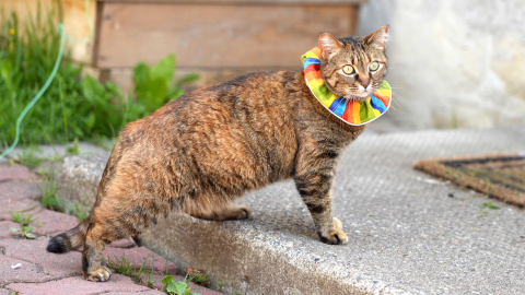 Cats wanted for the study must be free roaming and willing to wear or try a specialty collar.