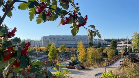 A branch with berries in the foreground and UNBC's Prince George campus in the background 