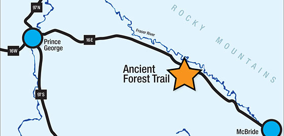 Ancient Forest Trail Map